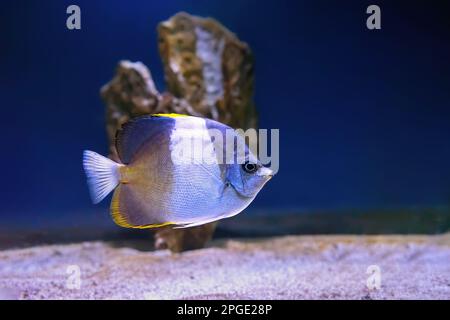 Magnifique poisson brun et blanc nageant dans l'aquarium, le butterflyfish de Hemitaurichthys zoster (butterflyfish de pyramide noire). Poissons tropicaux à l'arrière Banque D'Images