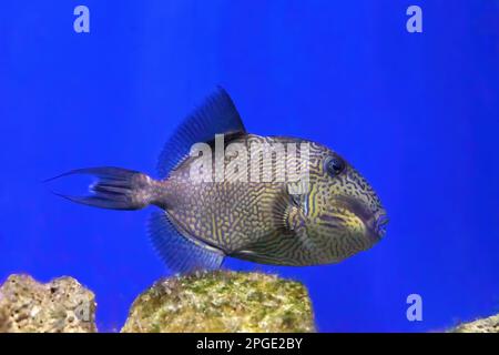 Triggerfish à pois jaunes ou Blueline nageant dans l'eau bleue de l'aquarium, sondage océanique avec récif de corail Banque D'Images