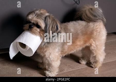 Photo Shih Tzu chien de petite race marchant avec du papier toilette à la maison Banque D'Images