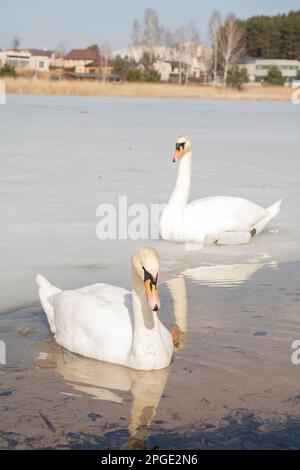 photo de cygnes blancs nageant sur un lac gelé par temps ensoleillé Banque D'Images