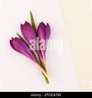 Carte à ressort avec crocus violet avec espace de copie Banque D'Images