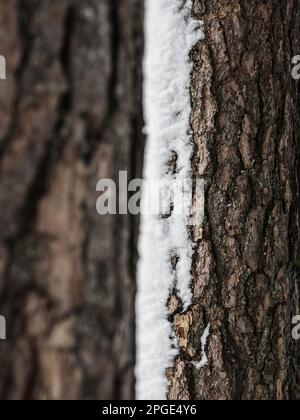 Gros plan d'un tronc d'arbre texturé dans la neige, avec écorce et branches rugueuses, révélant ses tiges et feuilles ligneuses contre le sol. Banque D'Images