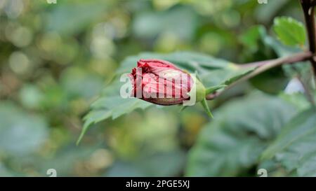 Gros boud rouge des bourgeons floraux Hibiscus rosa sinensis également connus sous le nom d'hibiscus chinois, de rose chinoise, d'hibiscus hawaïen, de mérelle rose et de plante noire de chaussures Banque D'Images