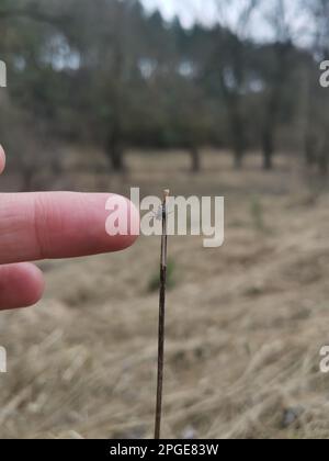 Tick brun assis sur la lame de la tige d'herbe et en attendant la victime, en écartant ses pattes tenaces dans la forêt printanière. Une personne essaie de toucher hi Banque D'Images