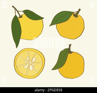 Ensemble de fruits yuzu isolés dessinés à la main avec des feuilles et une demi-tranche Illustration de Vecteur
