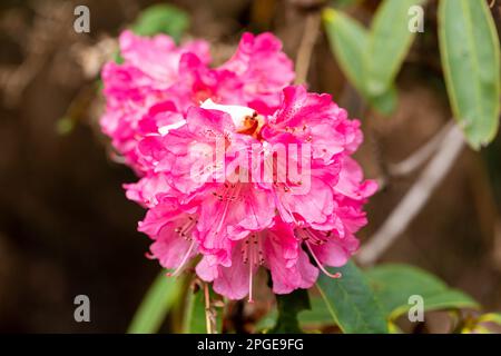Rhododendron rose au début du printemps. Banque D'Images