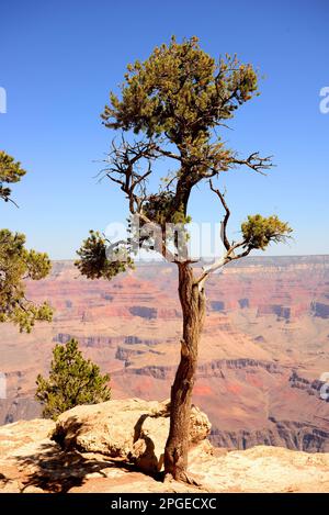 En fin d'après-midi, dans le Grand Canyon Arizona, avec un brave pin sur le bord Banque D'Images