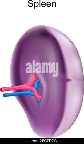 Rate. Organe interne réaliste du système lymphatique. illustration vectorielle. isolé sur fond blanc. Anatomie humaine. Système immunitaire Illustration de Vecteur