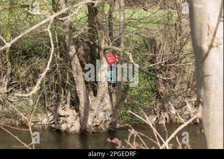 Les déchets pris dans la végétation le long des rives d'un ruisseau. Banque D'Images