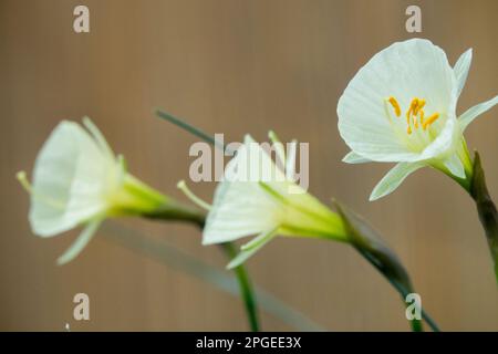 Amaryllidaceae, Dwarf, Daffodil, Narcisse Arctic Bells, fleurs, Saison, printemps Banque D'Images