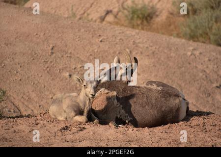 Famille de mouflons de dormeuse douce dans les Badlands du Dakota du Sud. Banque D'Images