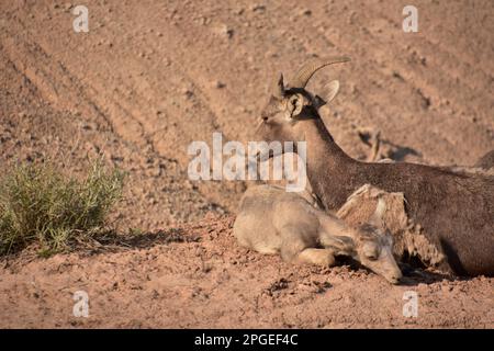 Famille de mouflons de dormeuse douce dans les Badlands du Dakota du Sud. Banque D'Images
