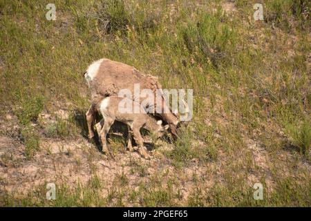 Famille douce de grands moutons à cornes dans le champ d'herbe de brousse. Banque D'Images