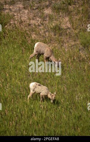 Famille de mouflons doux paître sur des herbes à broussailles dans le Dakota du Sud. Banque D'Images