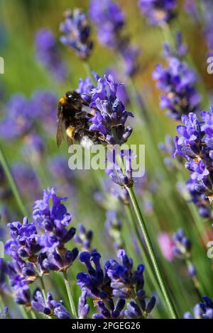 Bumblebee sur lavande, photo macro Banque D'Images