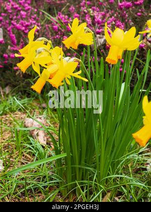 Trompette orange et pétales jaune réfléchissants du daffodil hybride cyclamineus nain, Narcissus 'Jetfire' Banque D'Images