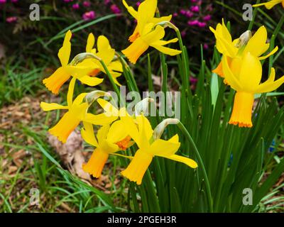 Trompette orange et pétales jaune réfléchissants du daffodil hybride cyclamineus nain, Narcissus 'Jetfire' Banque D'Images