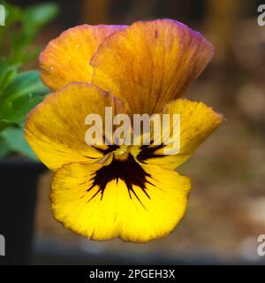 Fleur unique en bronze, jaune et noir du printemps à l'été floraison petite vivace robuste, Viola 'Irish Molly' Banque D'Images