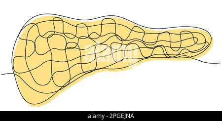 Pancréas en une ligne sur fond blanc. Illustration de Vecteur