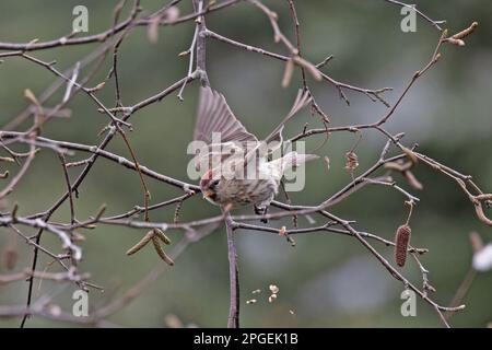 Common (Mealy) Redpoll (Carduelis flammea) Norwich UK GB Mars 2023 Banque D'Images