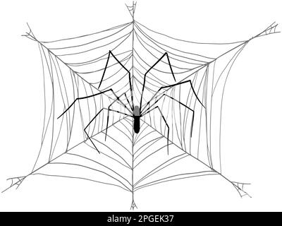 Une araignée avec de longues pattes a tissé une grande toile sur un fond blanc. Illustration de Vecteur
