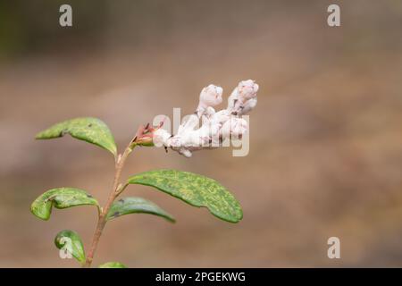 La maladie des feuilles rouges (Exobasidium vaccinii) sur les baies de lingonis sauvages Banque D'Images