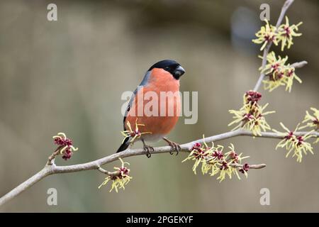 Pyrrhula pyrrhula perchée sur le noisette japonais (Hamamelis) au début du printemps. Le ciel de sorcière est en fleur. Banque D'Images