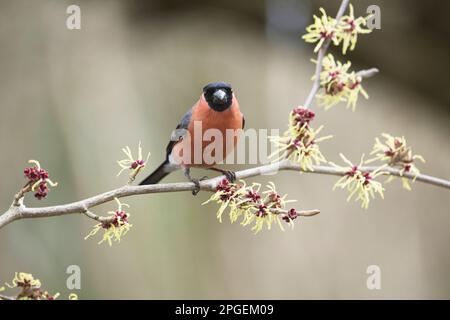 Pyrrhula pyrrhula perchée sur le noisette japonais (Hamamelis) au début du printemps. Le ciel de sorcière est en fleur. Banque D'Images