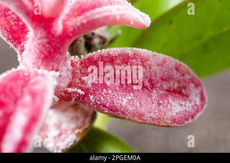 La maladie des feuilles rouges (Exobasidium vaccinii) sur les baies de lingonis sauvages Banque D'Images