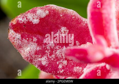 La maladie des feuilles rouges (Exobasidium vaccinii) sur les baies de lingonis sauvages Banque D'Images