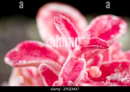 La maladie des feuilles rouges (Exobasidium vaccinii) sur les baies de lingonis sauvages Banque D'Images