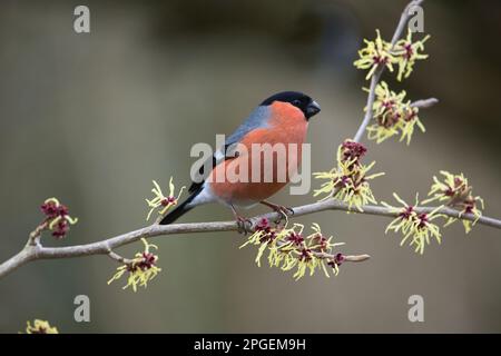 Pyrrhula pyrrhula perchée sur le noisette japonais (Hamamelis) au début du printemps. Le ciel de sorcière est en fleur. Banque D'Images