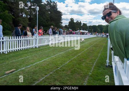 Des gens qui regardent un Golden Retriever qui participe au sprint de 50m pour tester la vitesse et l'agilité à Goodwoof, aux Kennels, Goodwood, West Sussex, Royaume-Uni Banque D'Images