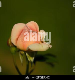 Roses avec des gouttelettes d'eau Banque D'Images