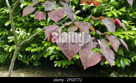 Arbre Judas, Cersis canadensis, 'Forest pansy', rousse de l'est Banque D'Images