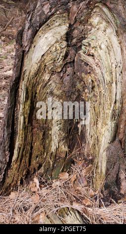 Base de tronc d'arbre en décomposition, ressemblant à des ailes d'ange Banque D'Images