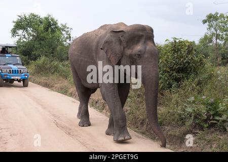 Sri Lanka, district de Ratnapura, parc national d'Udawalawa. Les éléphants du Sri Lanka ont vu le safari dans le parc national d'Udawalawa Banque D'Images