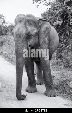 Sri Lanka, district de Ratnapura, parc national d'Udawalawa. Les éléphants du Sri Lanka ont vu le safari dans le parc national d'Udawalawa Banque D'Images