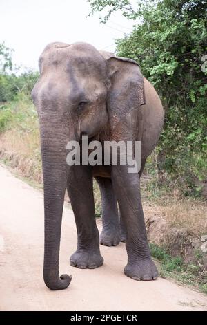 Sri Lanka, district de Ratnapura, parc national d'Udawalawa. Les éléphants du Sri Lanka ont vu le safari dans le parc national d'Udawalawa Banque D'Images