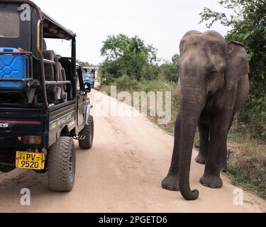 Sri Lanka, district de Ratnapura, parc national d'Udawalawa. Les éléphants du Sri Lanka ont vu le safari dans le parc national d'Udawalawa Banque D'Images