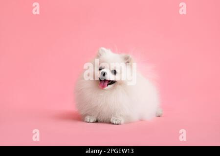 Portraite de mignon petit chiot moelleux de pomeranian spitz. Petit chien souriant couché sur fond rose vif et tendance. Banque D'Images