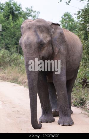 Sri Lanka, district de Ratnapura, parc national d'Udawalawa. Les éléphants du Sri Lanka ont vu le safari dans le parc national d'Udawalawa Banque D'Images