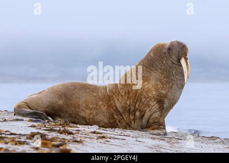 Morse (Odobenus rosmarus) mâle / taureau reposant sur la plage dans la brume le long de la côte de l'océan Arctique, Svalbard / Spitsbergen, Norvège Banque D'Images