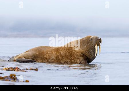 Morse (Odobenus rosmarus) mâle / taureau reposant sur la plage dans la brume le long de la côte de l'océan Arctique, Svalbard / Spitsbergen, Norvège Banque D'Images