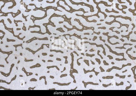 Mousse de mer / mousse de plage / fumée blanche, créée par l'agitation de l'eau de mer et la décomposition offshore des fleurs d'algues, lavées / soufflées sur la plage Banque D'Images