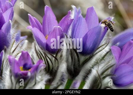 APIs, Bee, APIS mellifera, abeille européenne, mars, Fleurs, fleur de Pasque, plante, printemps, insecte en fleur Banque D'Images