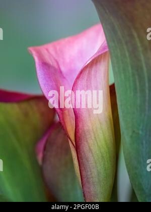 Gros plan d'un nénuphars rose (Zantedeschia aethiopica) également connu sous le nom de nénuphars Banque D'Images