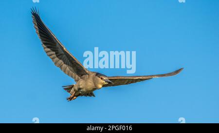 Heron de nuit à couronne noire volant dans un ciel bleu au Rookery Audubon de la région de Venise, en Floride, aux États-Unis Banque D'Images