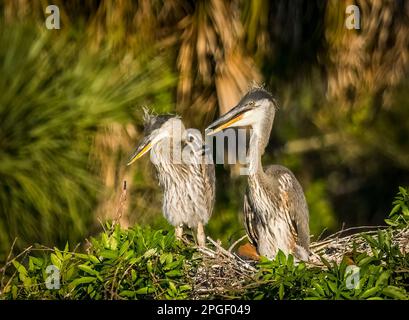 Une paire de jeunes Grands Hérons bleus sur un nid à la colonie Audubon de la région de Venise à Vennice Florida USA Banque D'Images