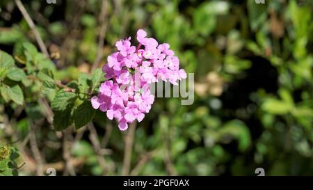 Fleurs de Lantana montevidensis également connu sous le nom de lantana pourpre, verveine sauvage, lantana traînante, lantana rampante, lantana pleureuse, Petite lantana, Banque D'Images